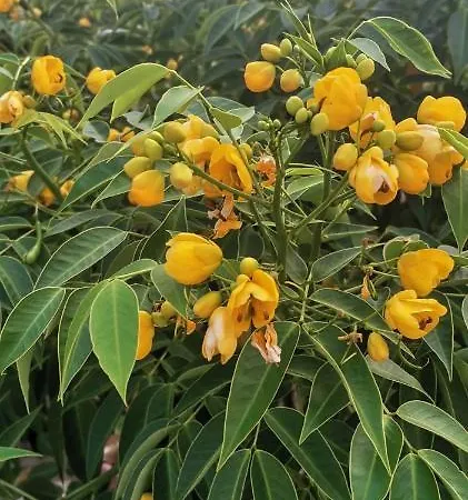 Appartamento Alegria Gaios