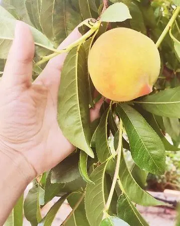 Alegria Appartamento Gaios