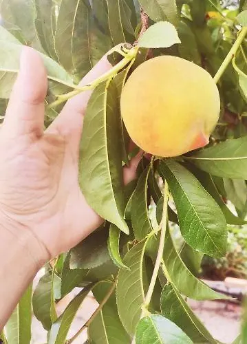 Alegria شقة جايوس